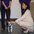 Meghan Markle se je v hipu zaljubila v tega ljubkega kosmatinca